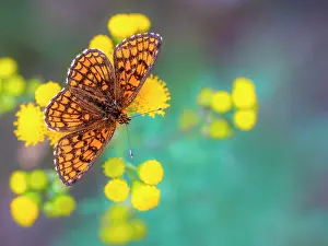 Melitaea: Heath Fritillary