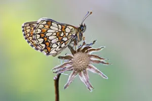 Croatia: Heath Fritillary