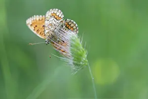 Fritillary: Heath Fritillary