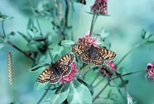 Clover: Heath Fritillary Butterflies - pair on clover