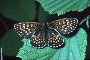Fritillaries: Heath Fritillary Butterfly