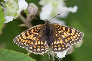 Brambles: Heath Fritillary Butterfly - on bramble