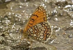 Fritillaries: Heath Fritillary Butterfly male mud-puddling in