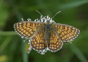 Lepidopterae: Heath Fritillary, Melitaea athalia, basking in May sunshine