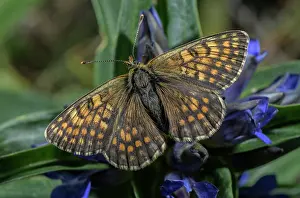 Bob Gibbons: Heath Fritillary, Melitaea athalia, settled on C