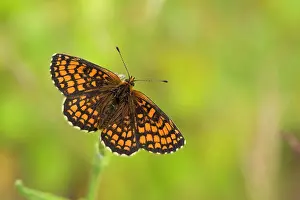Athalia: Heath Fritillary (Mellicta athalia). B ckebo, Sweden