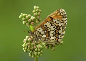 Athalia: Heath Fritillary, at rest - side view