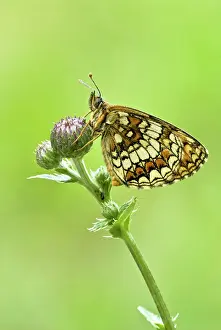 Fritillaries: Heath Fritillary - Resting on plant