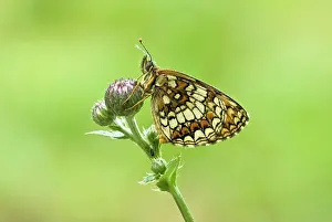 Fritillaries: Heath Fritillary - Resting on plant
