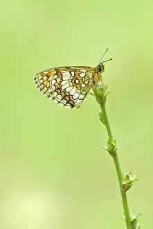 Athalia: Heath fritillary - Underside, resting on plant