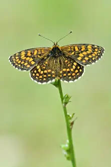 Upperside: Heath fritillary - Upperside