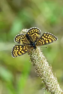 Upperside: Heath fritillary - Upperside, resting on seed head
