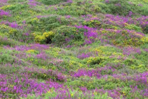 Heathers: Heath - heather and gorse
