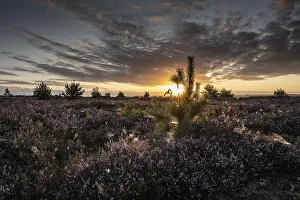 Heaths: Heath landscape at sunrise, Emsland