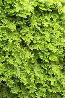 Bryidae: Heath Plait-moss - Plougastel-Daoulas, Finistere