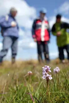 Maculata: Heath Spotted Orchid