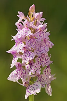 Maculata: Heath Spotted-Orchid