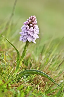 Maculata: Heath Spotted Orchid