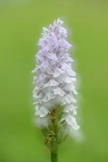 Maculata: Heath Spotted Orchid