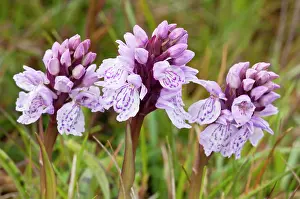 Maculata: Heath Spotted Orchid - Close up of three flower heads