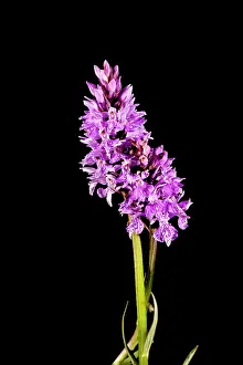 Isolated: The heath spotted-orchid (Dactylorhiza maculata) against a black background