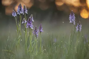 Maculata: Heath-spotted Orchid (Dactylorhiza maculata) fl
