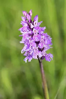 Orchids: The heath spotted-orchid (Dactylorhiza maculta)