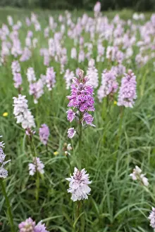 Maculata: Heath Spotted-orchids in damp meadow, Norfolk UK