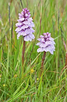 Maculata: Heath Spotted Orchids - two flower spikes
