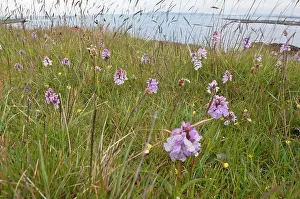 Maculata: Heath Spotted Orchids - mass of flowers growing