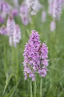 250417: Heath Spotted-orchids, Norfolk UK