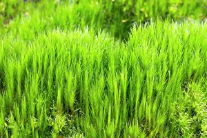 Bryidae: Heath Star Mos - Saint-Pabu. Finistere. Bretagne