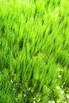 Bryidae: Heath Star Mos - Saint-Pabu. Finistere. Bretagne