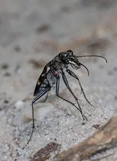 Hexapods: Heath tiger beetle, Cicindela sylvatica, on dry