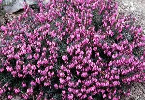 Carnea: HEATHER