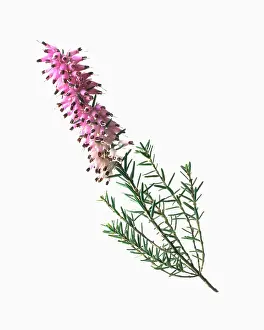 Erica: Heather