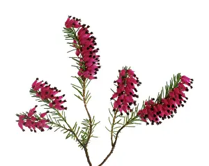 Erica: Heather