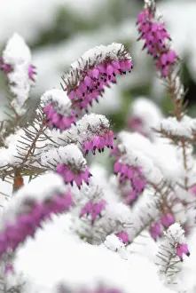 Supple: Heather