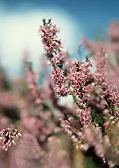 Scotch: Heather
