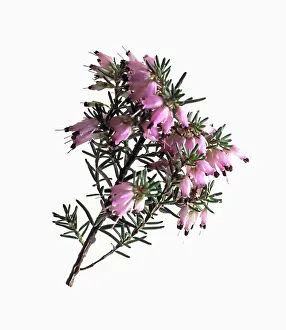 Erica: Heather