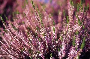 Calluna: Heather