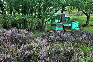 Scented: Heather - with Apiculture shown in background