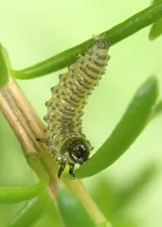 Grubs: Heather BEETLE - larva