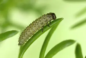Grubs: Heather BEETLE - larva