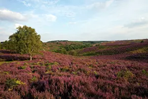 Cannock: Heather in full bloom on Cannock Chase