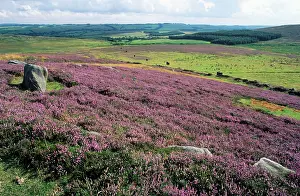 Procera: HEATHER - Blooming and Moorland