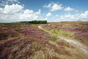 Alders: Heather - in blossom - and Alder Tree copse