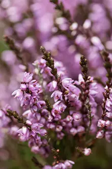 Calluna: Heather, Calluna vulgaris, Purple subject