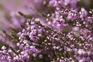 Calluna: Heather, Calluna vulgaris, Purple subject