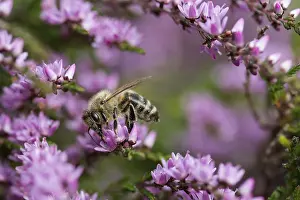 Calluna: Heather, Calluna vulgaris, Purple subject